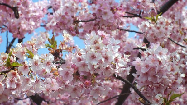 多摩川の桜・・・