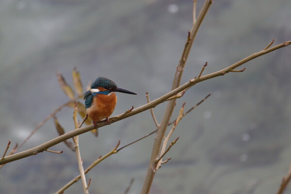 都市鳥・カワセミ