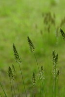 初夏の草穂