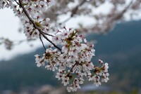まだ咲いているソメイヨシノ。