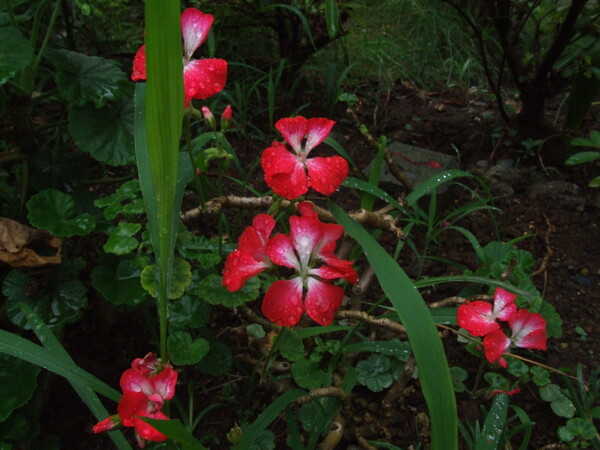 花の名前はわかりません