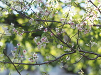 ヒマラヤ桜～ごくり～