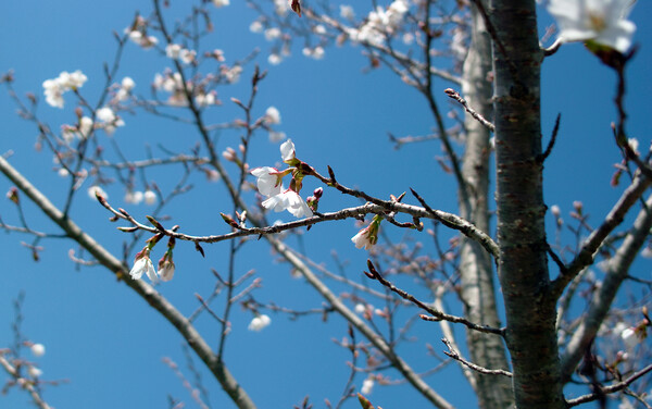 【おだやかに・・・春】咲き始め