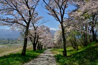 池田町の桜並木