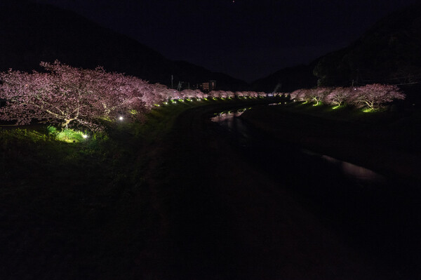 夜桜全景