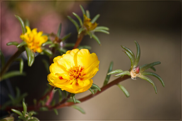 小さな黄色い夏の花