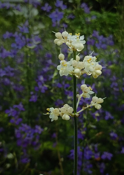 花園に