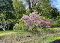 枝垂れ桜