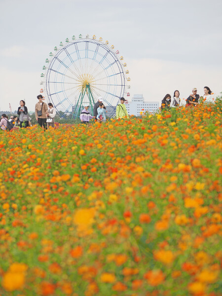 コスモスの夢