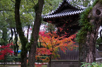 博多、聖福寺の紅葉