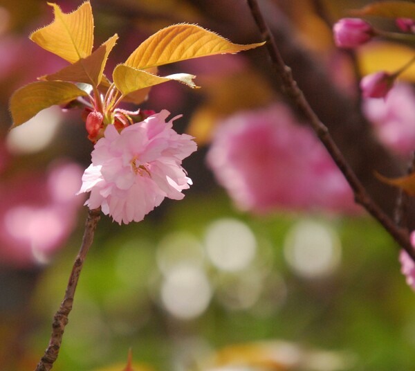 強風の中　八重桜