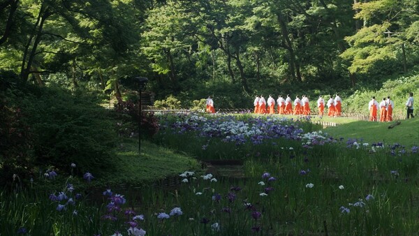 明治神宮花菖蒲田