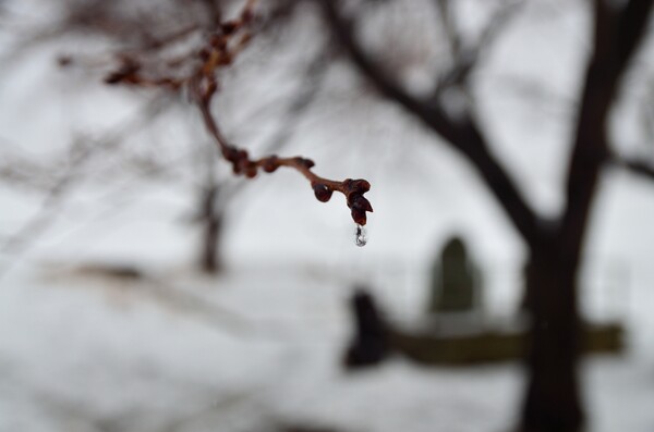 雪解かすみぞれ雨と、水神様の桜の木