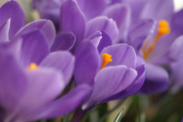 【春】紫　クロッカス