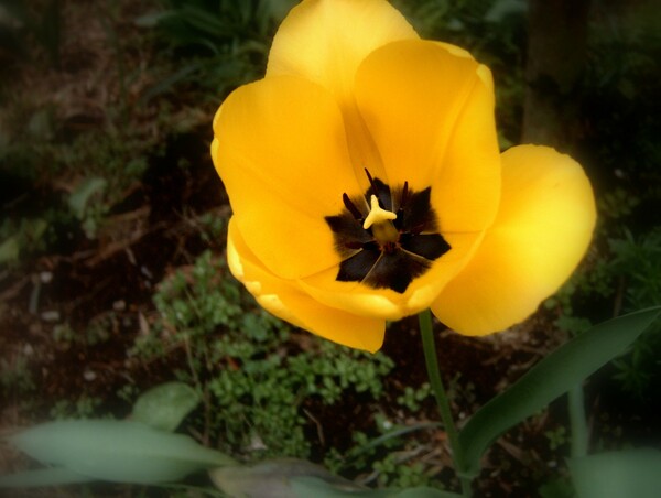 tulip_2