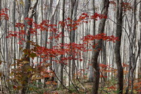 白いブナ林と紅葉