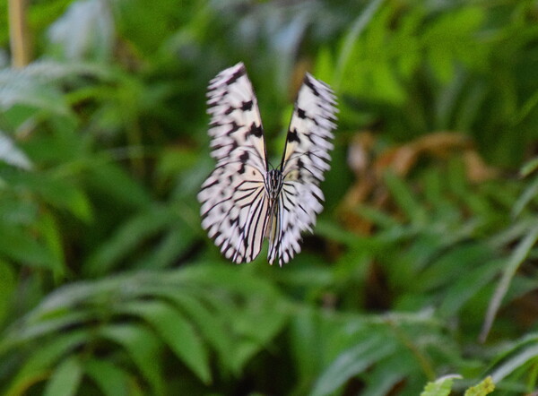 冬の蝶