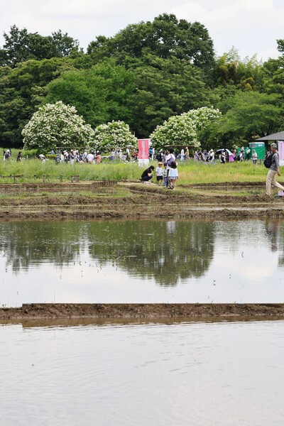 田植え体験田んぼ 準備完了