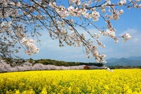 桜　と　菜の花