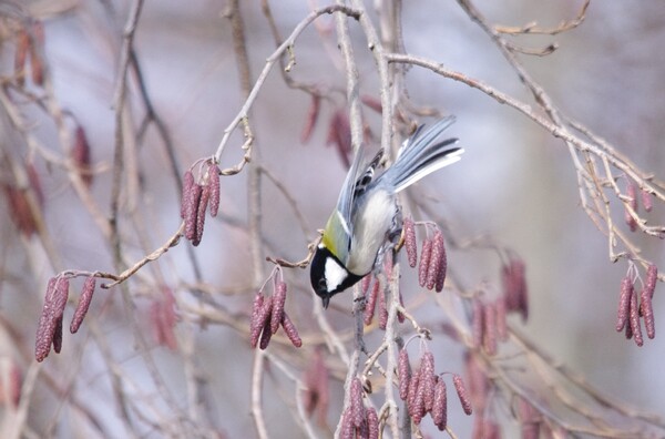 ハンノキの蕾を食べに来たシジュウカラ