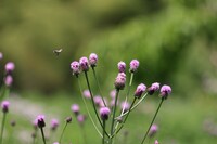 キツネに騙された？