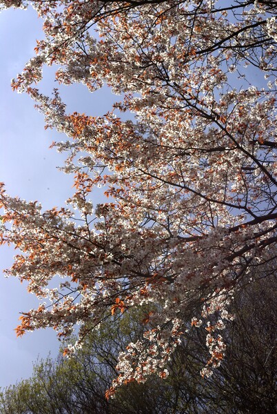 【桜】うちの裏山でそっと咲く…
