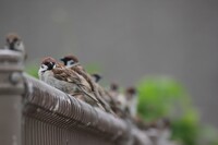 スズメの学校。引率の先生体育会系