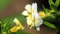 黄色の小さい花