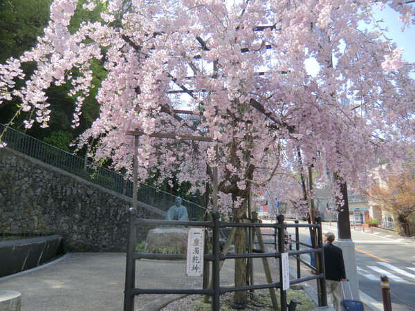 ‘枝垂れ桜’と太閤秀吉像