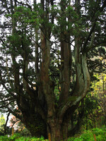 土湯杉の巨木「黒杉」