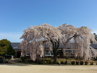 ボクの【心】しだれ桜を見たい！