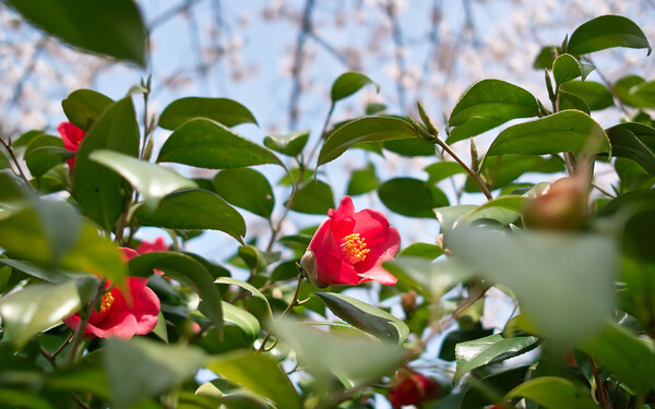 【おだやかに・・・春】桜と椿と毛虫