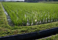 稲の間からの朝日の光芒。