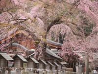 いにしえの春を思う〜南湖神社〜