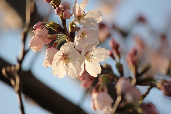 夕日の初桜