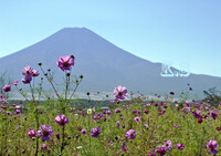 コスモスと富士山