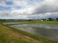 雲が映り込む水田