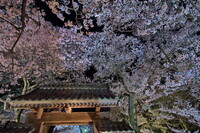 問屋門と夜桜