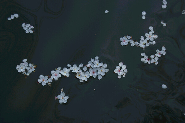 水面の花