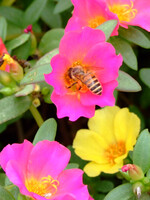 一心不乱に蜜を捜すミツバチ