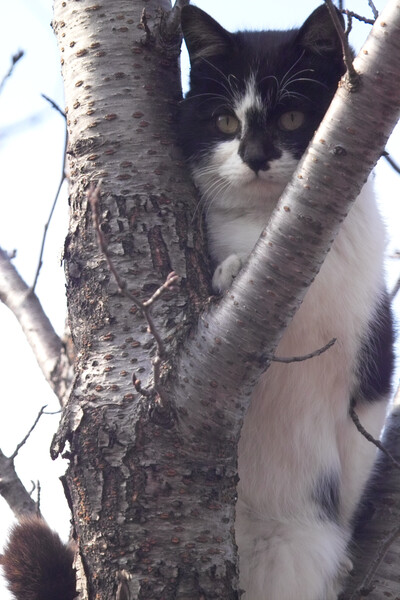 【写真しりとり】　高い木の上が好きなねこ→「こ」