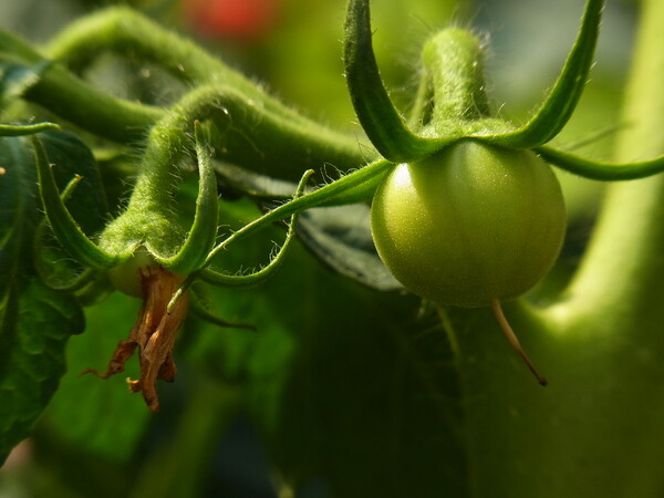 産まれ立てのトマト