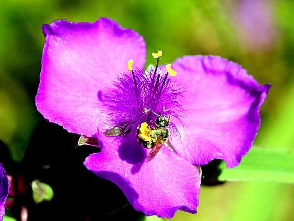 【生き物景色】ムラサキツユクサとミツバチ