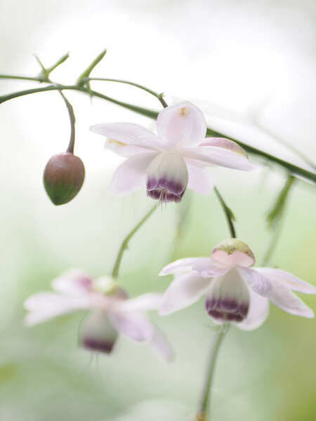 ガラスの花