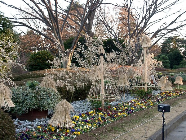 ●初春スケッチ-39 神代植物公園(27)