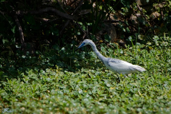  Little Blue Heron （ヒメアカクロサギ）