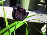 黒い花のチューリップ