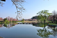 新緑と桜