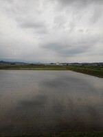 曇りの日の水田