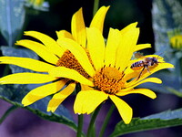 黄色い花に蜂が